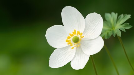 Delicate White Flower with Yellow Center Against Green Background