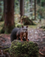 Eichhörnchen im Wald