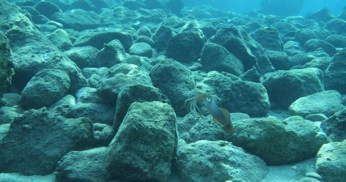 squid  underwater  calamari drifting and swimming underwater close and slow ocean scenery animal cephalopod : Decapodiformes sepioteuthis lessoniana