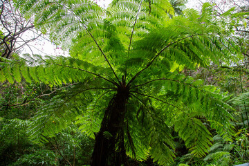 Obraz premium 奄美大島, 世界自然遺産の森、ヒカゲヘゴ