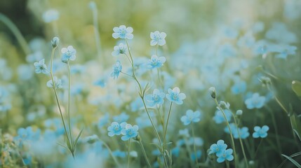 Delicate Light Blue Wildflowers in Soft Light Green Meadow