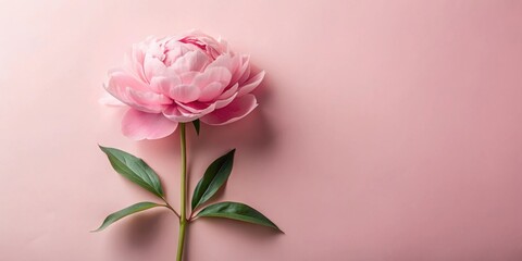 Fototapeta premium A delicate pink peony blossom with lush green leaves on a soft pastel background, a symbol of beauty, grace, and springtime