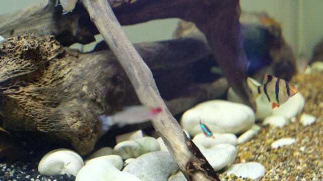 Blurry and defocused footage of fish eating pellets. Fish swim happily as pellets spread inside the aquarium tank. Feeding fish. Aquascape arts. Aquatic Fish Tank in 4K Resolutions