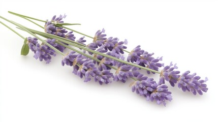 Fototapeta premium Delicate Purple Lavender Sprigs On White Background