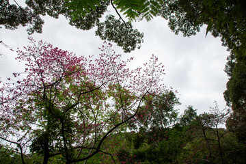 奄美大島, 世界自然遺産の森、冬の森