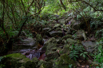 奄美大島の亜熱帯の森