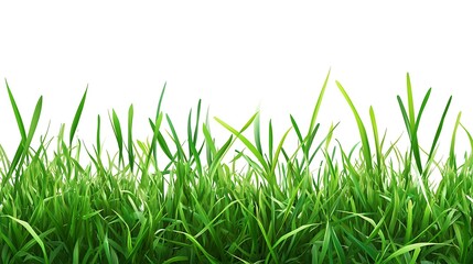 Fototapeta premium Fresh green grass isolated on white. Use for nature background