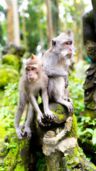 Obraz premium Two Balinese long-tailed macaques rest on moss-covered stone sculptures in a lush tropical forest, surrounded by vibrant greenery and ancient carvings.