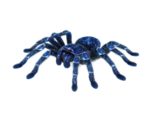 A blue spider with a star pattern on its back