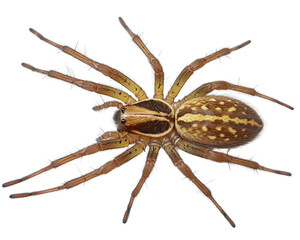 A brown and white spider with black spots on its back
