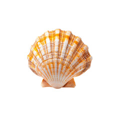Fototapeta premium Beautiful Orange and White Scallop Shell with Striped Texture