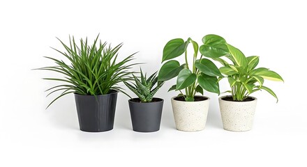 Indoor plants white background.