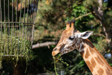 Giraffe eating leaves
