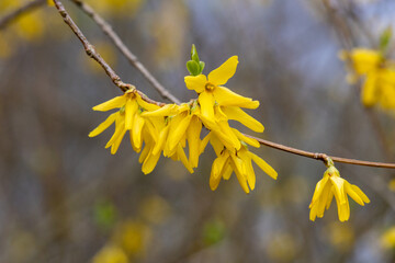 Spring awakening: yellow forsythia flowers
