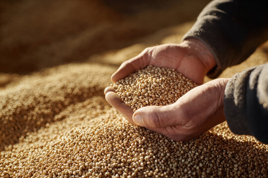 Farmer holding and inspecting harvested wheat grain in hands - Powered by Adobe