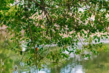 bird on the grass
