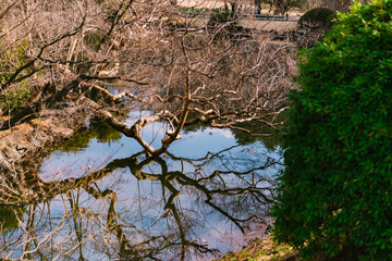 tree in the forest