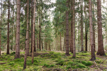 Fototapeta premium Fürstenau im Onsabrücker Land