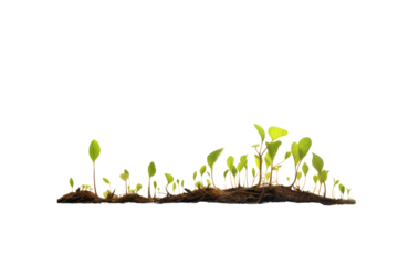 Delicate sprouts with emerging leaves standing tall on fertile ground, bathed in gentle light