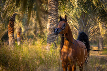 Arabian horse in the Garden