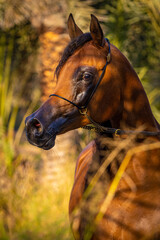 Arabian horse in the Garden