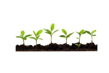 Tiny saplings with vibrant green leaves breaking through the ground, symbolizing new growth and life