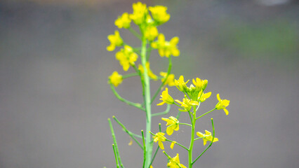 Brassica rapa (Sawi bunga, turnip rape, field mustard, bird's rape, keblock) flower