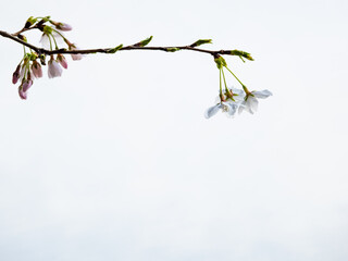 白バックの桜