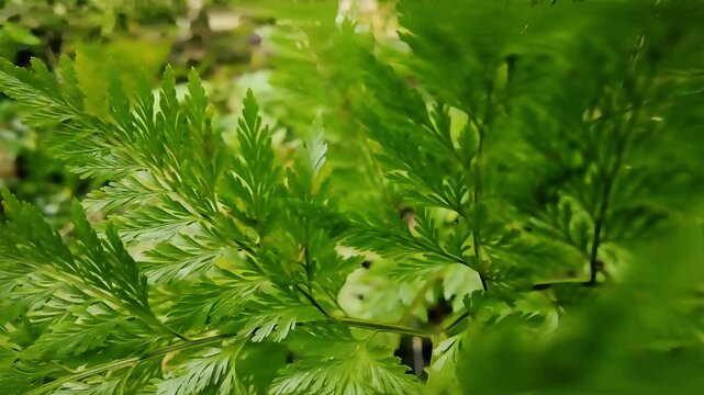 Close up of green leaves. Lush Green Fern Leaves. Fern Fronds Close-up