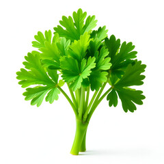 bunch of parsley isolated on white background