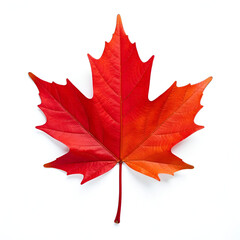 Maple leaf canadian symbol on a white background stock photo