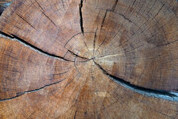 holz baum alt baumstamm dekor natur