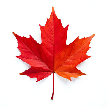 Maple leaf canadian symbol on a white background stock photo