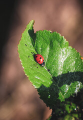 ladybug on leaf