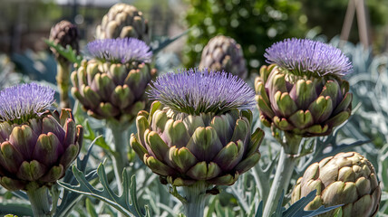 Artichoke flowers in full bloom.