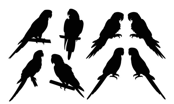 Set of parrot black silhouette isolated on a white background