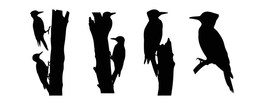 Set of woodpecker silhouette illustration isolated on a white background