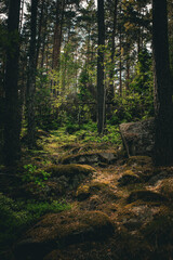 forest in the morning