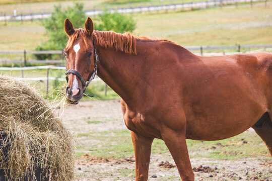horse in a field - Powered by Adobe