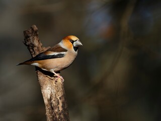 Hawfinch perched on a branch with sunlight