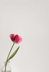 Minimalist spring background with pink tulip in a vase, copy space