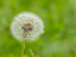タンポポの綿毛のある風景