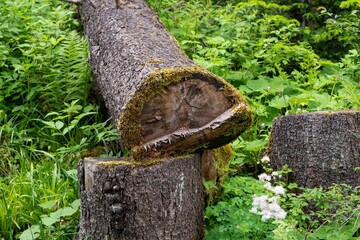 Obraz premium Stump and broken tree trunk in a mountain forest.