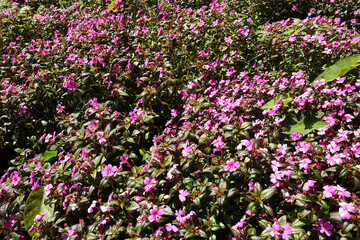 Beautiful wild purple flowers in Tad Jarou Halang, also known as Tad Tayicseua the most beautiful waterfall located near the Bolaven Plateau in Paksong, southern Laos.	