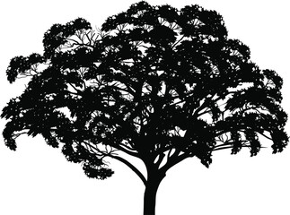 Fototapeta premium black tree sketch isolated on white