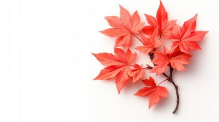 Obraz premium Red Japanese Maple Leaves on White Background. Generative AI