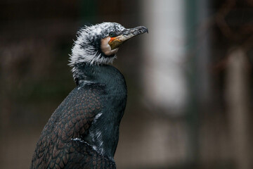 Portrait of a comorant