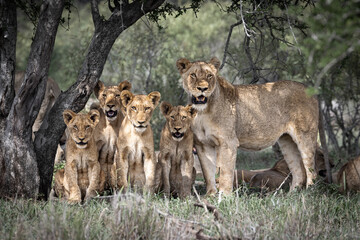 Fototapeta premium lion and lioness