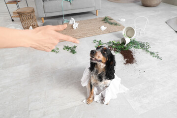 Owner scolding naughty cocker spaniel with torn clothes in messy living room