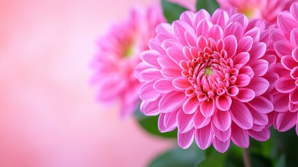 Delicate Pink Dahlia Blooms Against A Soft Pink Background